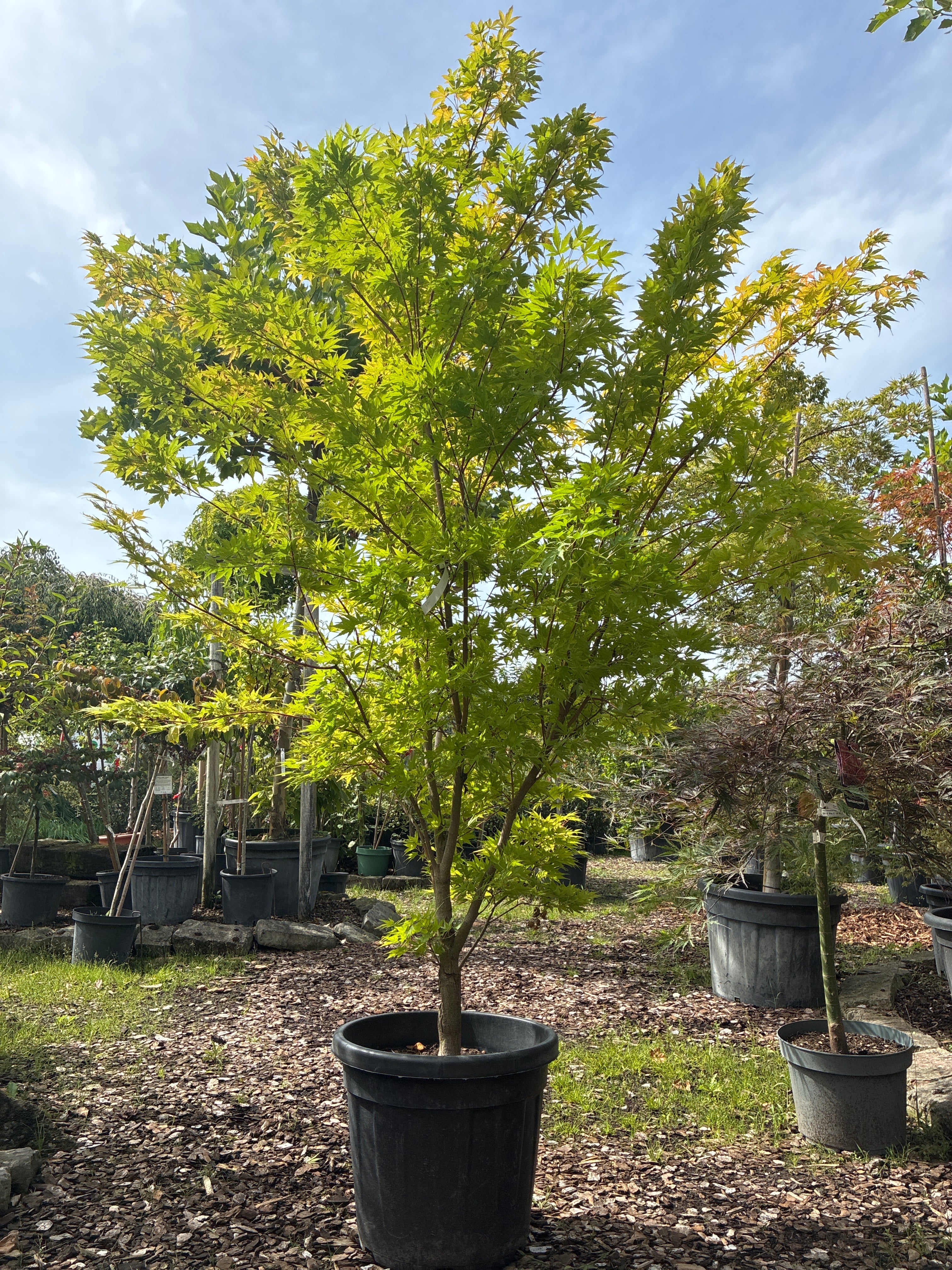 Fächerahorn 'Sangokaku' / Acer palmatum 'Sangokaku'